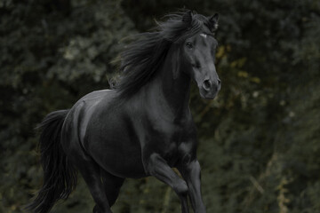 Obraz premium Rasse Asturgon Pony