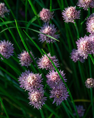 small purple thistle flowers