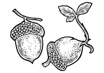 sprouted acorn sketch engraving PNG illustration. T-shirt apparel print design. Scratch board imitation. Black and white hand drawn image. © Oleksandr Pokusai