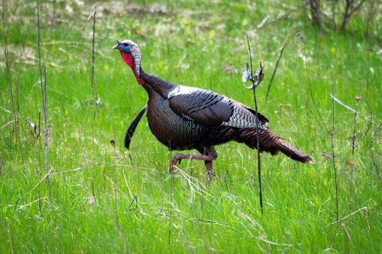 A large tom wild turkey walks through a meadow in early May.