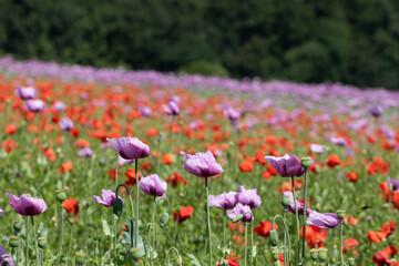 Ein Feld mit Schlafmohn und Klatschmohn vor einem grünen Wald im Hintergrund.