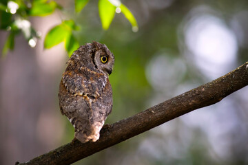 Owl. Eurasian Scops Owl. (Otus scops). Green nature background.