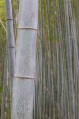 bamboo forest background
