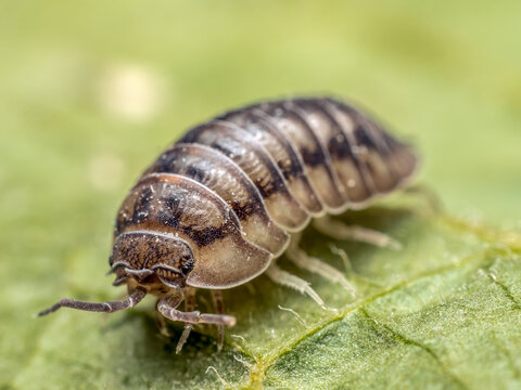 Nosy Pill Woodlouse on green leaf
