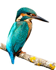 Mart&iacute;n pescador