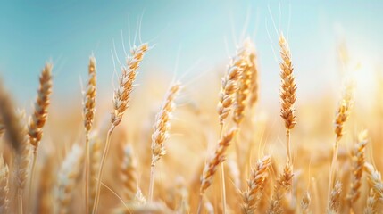 Fototapeta premium Abstract background of golden wheat ear in field with blue sky