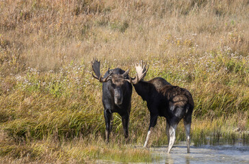 Bull and Cow Moose Rutting in Wyoming in Autumn