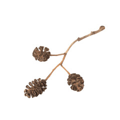 Alder Cones Icon, Alnus Cone Symbol, Dry Plant Branch Sign, Dry Alder Twig Silhouette Isolated on White Background, Vector Illustration