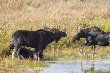 Bull and Cow Moose Rutting in Wyoming in Autumn