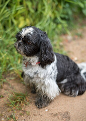 Black and White Shih Tzu in Summer