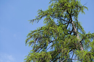 Fir tree with fresh young fir twigs in spring on bright blue sky background