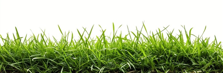 Obraz premium green grass border isolated on white background, studio shot, high resolution