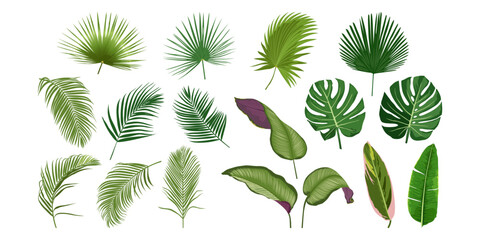 Big set of tropical leaves isolated on white background. Flat vector illustration.