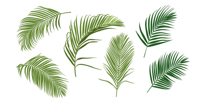 Tropical leaves vector set. Phoenix palm leaf isolated on white background. Simple flat vector.