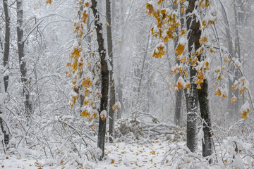 Winter Landscape of South Park in city of Sofia, Bulgaria
