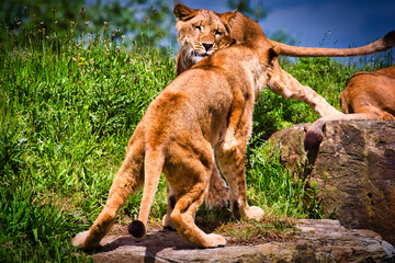 Lions interacting in a grassy habitat