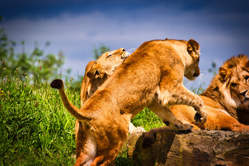 Playful lions interacting on a rock