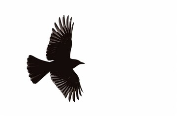 Fototapeta premium Bird silhouette flying in the sky with wings spread wide open