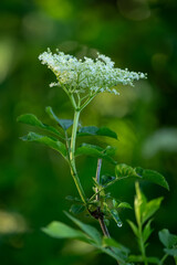 Tiny white elderberry flowers and green leaves.