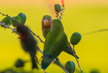 This image shows two colorful rosy-faced lovebird (Agapornis roseicollis) perched on a plant stem...