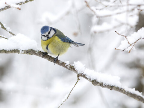Blue tit, cyanistes caeruleus, perched on snowy branch in winter setting