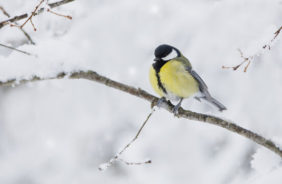 Great tit perched on a snowy branch in winter