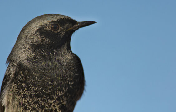 Close-up of a black redstart against a blue sky