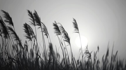 Reeds swaying in the wind with a bright sun in the background, black and white nature scene. Tranquility and serenity concept