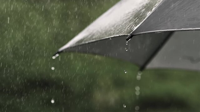 It is raining on black umbrella in summer rainy weather