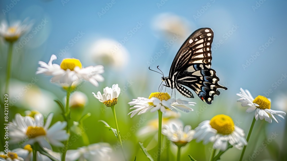 Poster A beautiful butterfly perched on a daisy flower captures the essence of nature's fragility. The photograph showcases vibrant colors and a serene atmosphere, suitable for nature-themed projects. AI