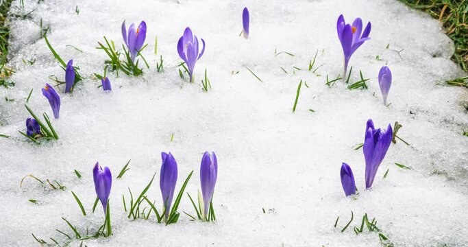 Snow melting and crocus flower blooming in spring meadow Time lapse