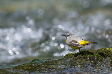 Yellow wagtail on a rock in the mountain river