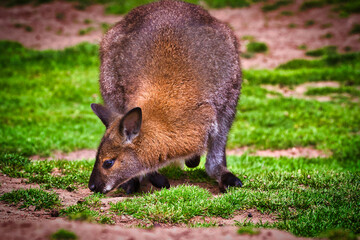 Wallaby Grazing on Grass