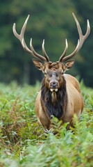 Majestic Bull Elk with Large Antlers Standing in Vibrant Green Forest Foliage Capturing the Beauty of Wild Nature and Wildlife Photography