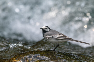 White wagtail on a rock in the mountain river