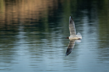 Adult seagull flying above the water surface.