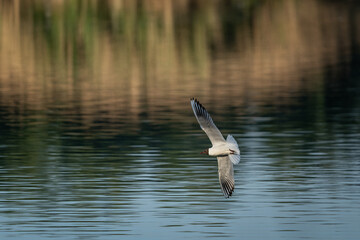 Adult seagull flying above the water surface.