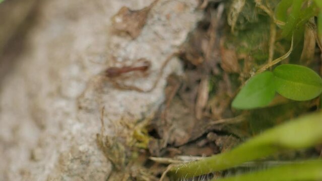 Scolopendra was attacked by ants