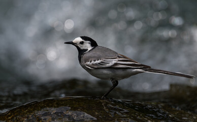 White wagtail on a rock in the mountain river