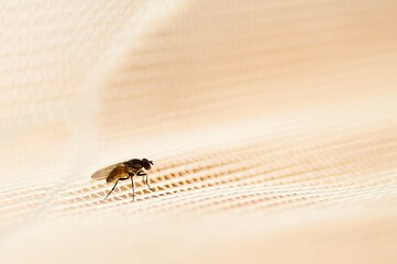 High resolution image of a fly at rest on a mesh surface, perfect for studies of nature and insect life.