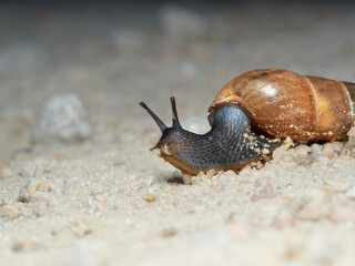 Rumina decollata