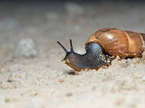 Rumina decollata