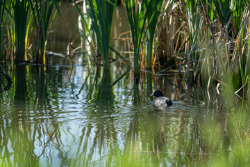 A black coot bird swims on the surface near the reeds.
