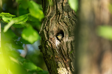 Fototapeta premium A young starling bird peeks out of a hole in the trunk.