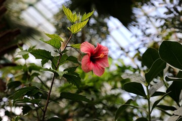 Fleur d'hibiscus frais dans une serre