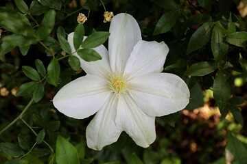 Gros plan d'une fleur de clématite blanche