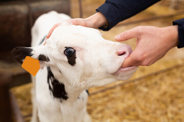 Curious white and black calf with ear tags biting hand of faceless farmer on livestock dairy farm