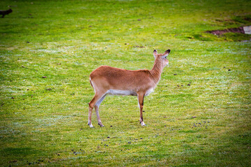 Deer standing on a grassy field