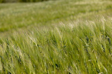 a field with green unripe barley in spring in windy weather