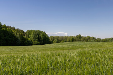 Fototapeta premium a field with green unripe barley in spring in windy weather